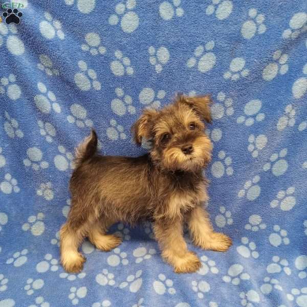 Tippy, Miniature Schnauzer Puppy