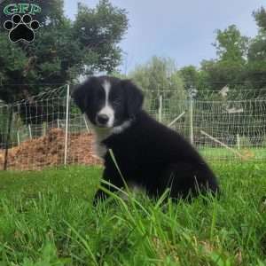 Buddy, Border Collie Puppy
