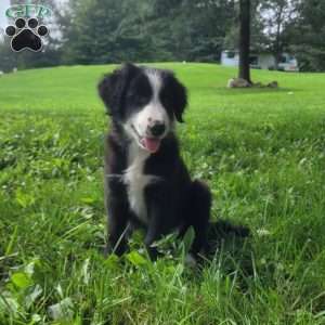 Buddy, Border Collie Puppy