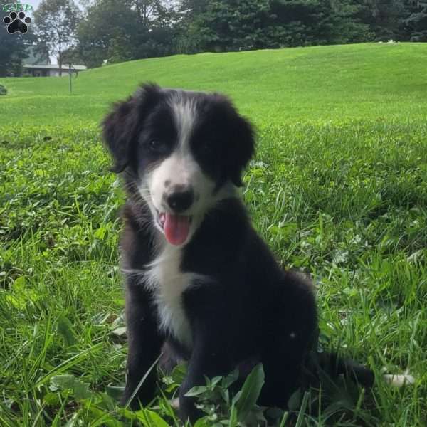 Buddy, Border Collie Puppy