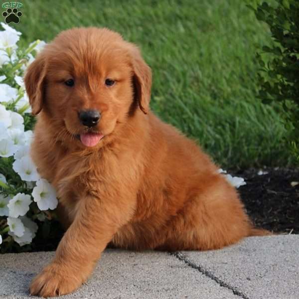 Jasper, Golden Retriever Puppy
