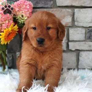 Jasper, Golden Retriever Puppy