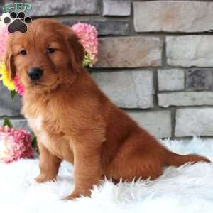 Chester, Golden Retriever Puppy