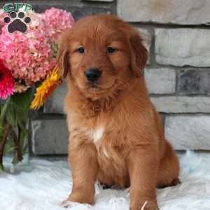 Chester, Golden Retriever Puppy