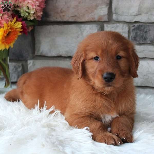 Chester, Golden Retriever Puppy
