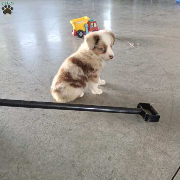 Rico, Miniature Australian Shepherd Puppy