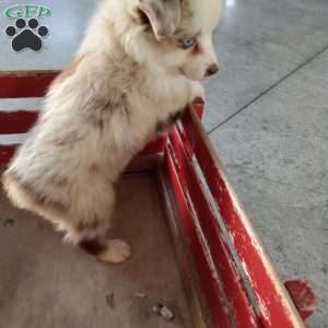 Kia, Miniature Australian Shepherd Puppy