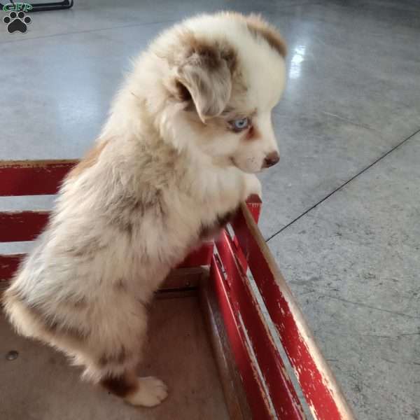 Kia, Miniature Australian Shepherd Puppy