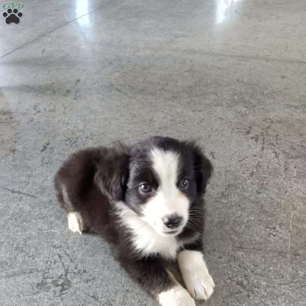 Ronnie, Miniature Australian Shepherd Puppy