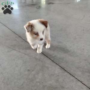 Kia, Miniature Australian Shepherd Puppy