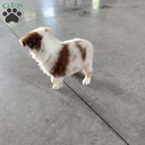 Kia, Miniature Australian Shepherd Puppy