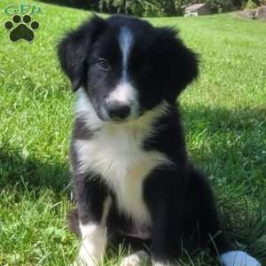 Buddy, Border Collie Puppy