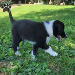 Buddy, Border Collie Puppy