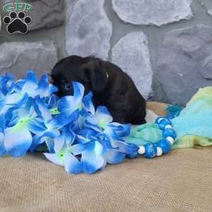 Chocolate, Miniature Poodle Mix Puppy