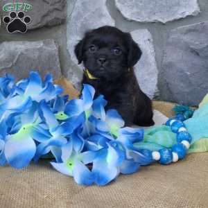 Chocolate, Miniature Poodle Mix Puppy