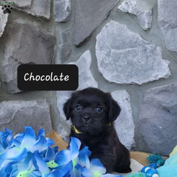 Chocolate, Miniature Poodle Mix Puppy
