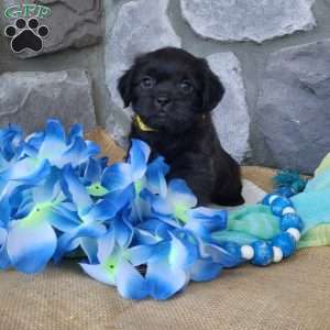 Chocolate, Miniature Poodle Mix Puppy
