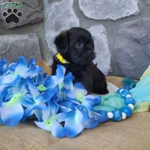 Chocolate, Miniature Poodle Mix Puppy