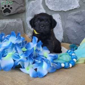 Chocolate, Miniature Poodle Mix Puppy