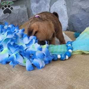 Mocha, Miniature Poodle Mix Puppy