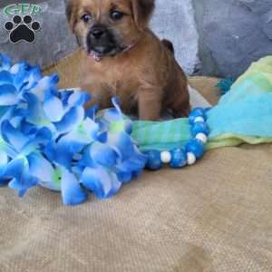 Mocha, Miniature Poodle Mix Puppy