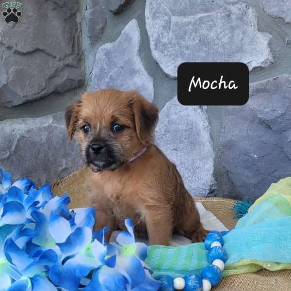Mocha, Miniature Poodle Mix Puppy