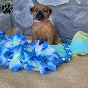 Mocha, Miniature Poodle Mix Puppy