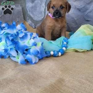 Mocha, Miniature Poodle Mix Puppy