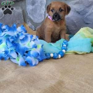 Mocha, Miniature Poodle Mix Puppy