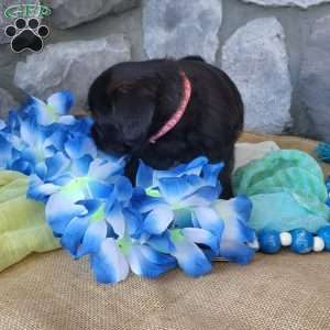 Oreo, Miniature Poodle Mix Puppy