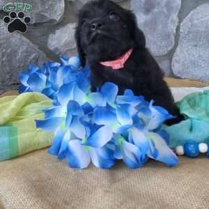 Oreo, Miniature Poodle Mix Puppy
