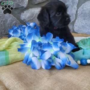Oreo, Miniature Poodle Mix Puppy