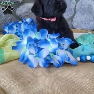 Oreo, Miniature Poodle Mix Puppy