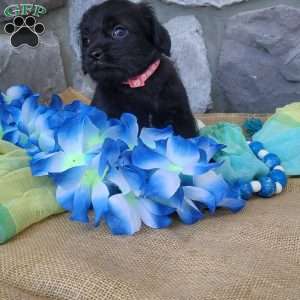 Oreo, Miniature Poodle Mix Puppy