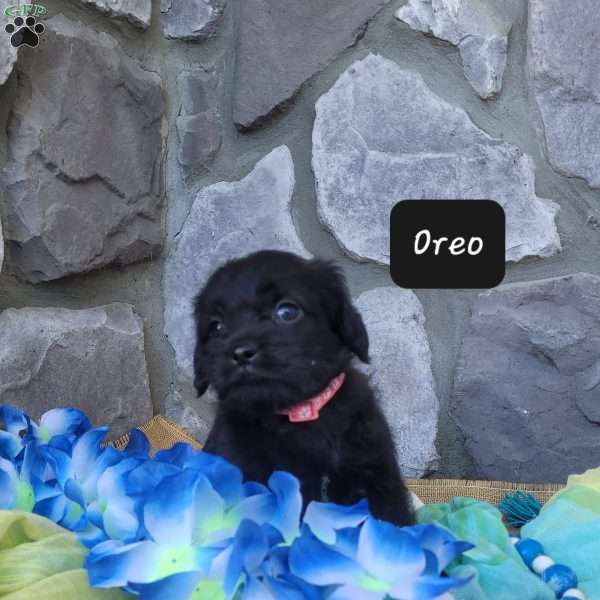 Oreo, Miniature Poodle Mix Puppy