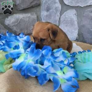 Latte, Miniature Poodle Mix Puppy