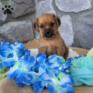 Latte, Miniature Poodle Mix Puppy