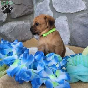Latte, Miniature Poodle Mix Puppy
