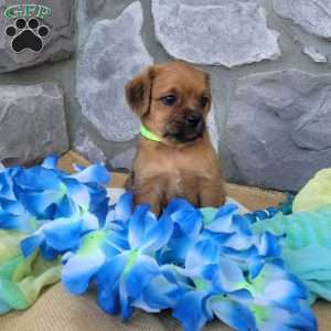 Latte, Miniature Poodle Mix Puppy