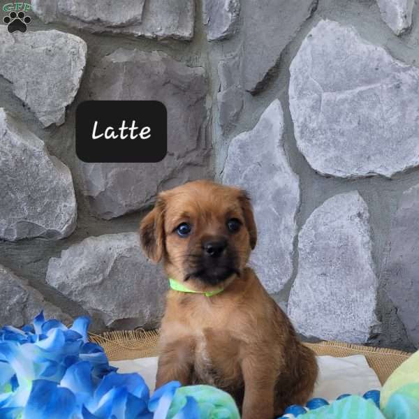 Latte, Miniature Poodle Mix Puppy