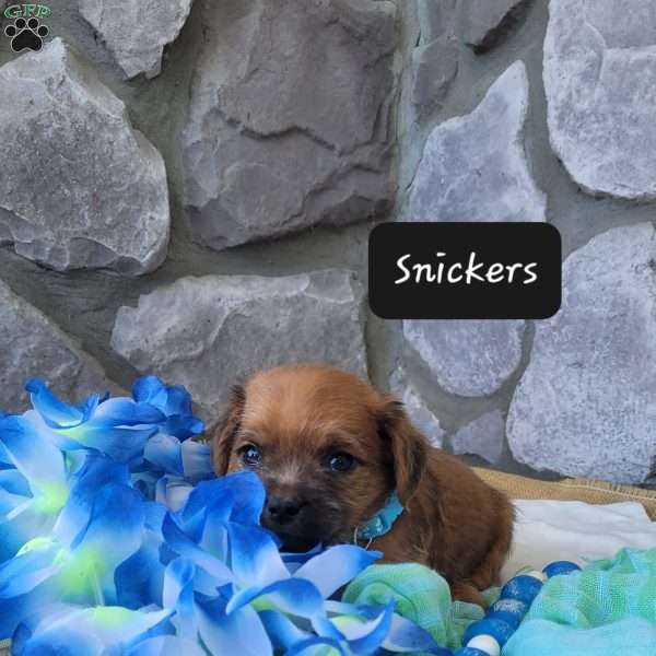Snickers, Miniature Poodle Mix Puppy