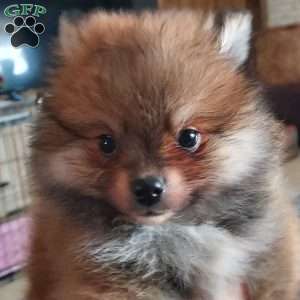 Tiny Tim, Pomeranian Puppy
