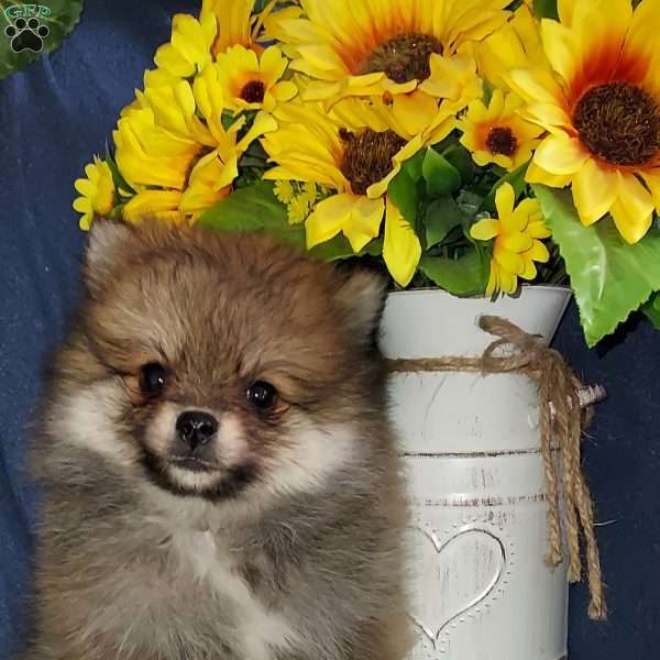 Tiny Tim, Pomeranian Puppy