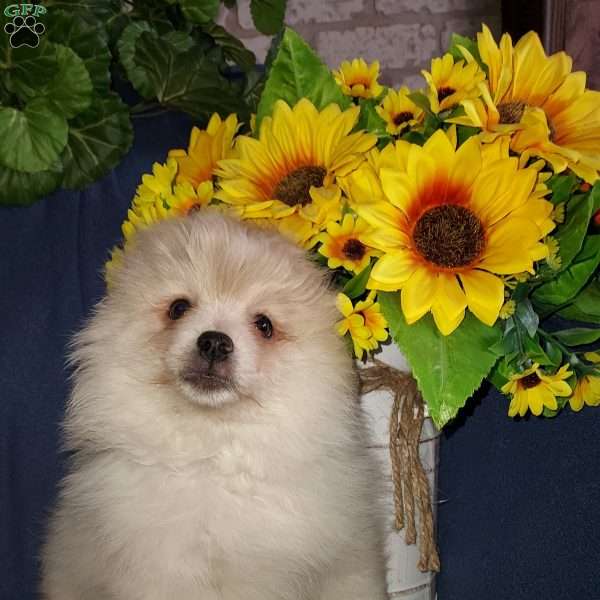 Polar bear, Pomeranian Puppy