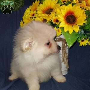 Polar bear, Pomeranian Puppy