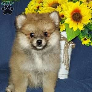 Brutus, Pomeranian Puppy