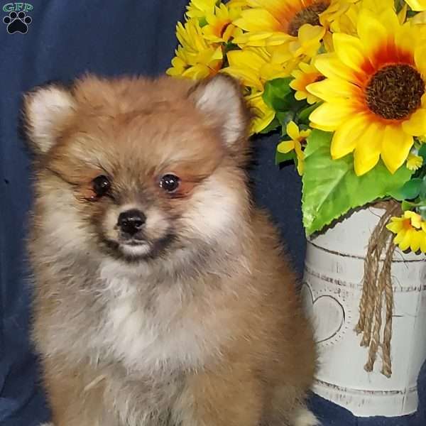 Brutus, Pomeranian Puppy