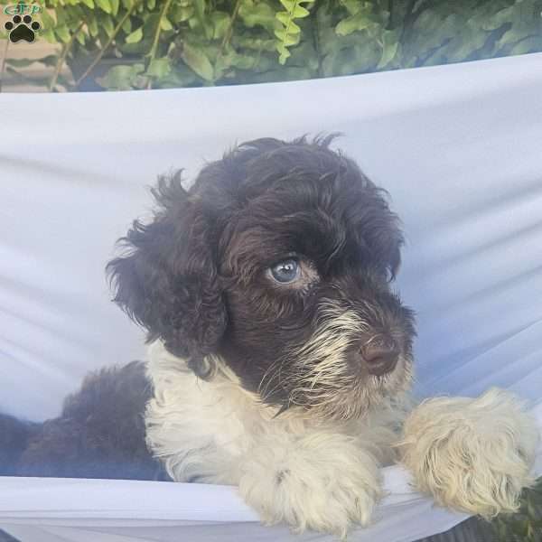 River, Portuguese Water Dog Puppy