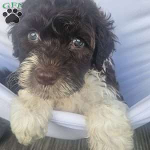 River, Portuguese Water Dog Puppy