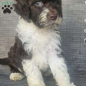 River, Portuguese Water Dog Puppy